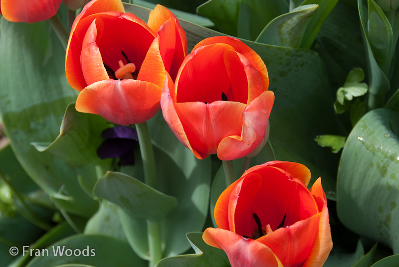 Beautiful red-orange tulips