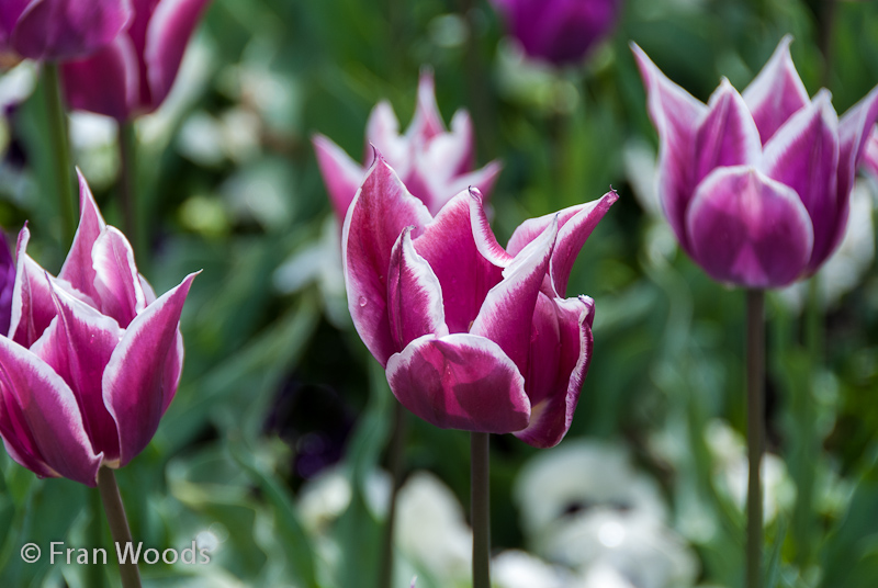 Purple tulips tinged with white