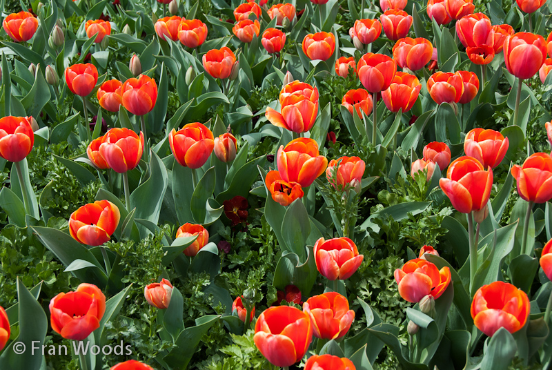 Beautiful red-orange tulips